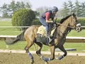 A Tribute To Barbaro A Tribute To Barbaro