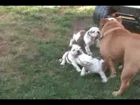 bull dog