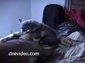 Crazy Kitten Attacks Pitbull
