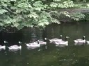 Geese In A Row