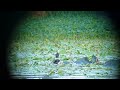 Pheasant-tailed Jacana ???????