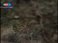 videos de leoparın müthiş sıçrayışı