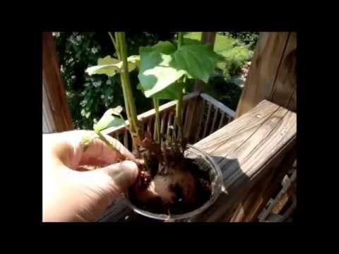 how to grow vines from a potato