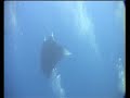 Jumping Giant Manta Ray