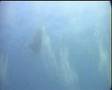 Jumping Giant Manta Ray