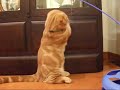 自動ねこじゃらしとじゃれるこま。得意の2足立ちでじゃれている姿は、サンドバックを打つボクサーのようです