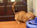 ボクサーこま