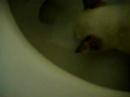 psh.....dumb cat.(elizebeth) {cute}