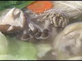 およそ１００年の歴史をもつ福岡の代表的な郷土料理。骨付きの鶏肉でじっくりダシをとったスープで食べる鍋料理。鶏の旨みが溶け込んだスープはあっさりとしていて、そのまま飲んでもとても味わい深い。食べ慣れた人はまず最初にこのスープだけを好みで塩を少々足しながら味わう。次に鶏肉、キャベツと箸を進め、最後に雑炊でしめくくる。
