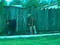 viejo culiao de cholchol