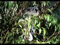 Wild Australia