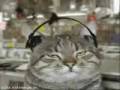 Funny cats compilation View Video