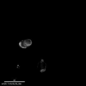 Unpublished Lab Data