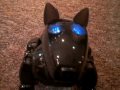 As you can see in this Entertainment video, the Robotic Dogs are back and Cooler than Ever! This time the Genibo Strikes Back with the New Version The Genibo-QD! Find out his tricks his his sensors and even his happiness!! Lern by watching, and see if you want to buy one too! Comment, Rate and SUBSCRIBE!!!!