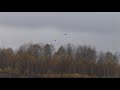 охота на утку
