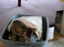Bengal cat dumster diving