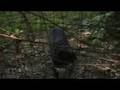 cassidy and ian see a wolf