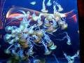 jelly fish