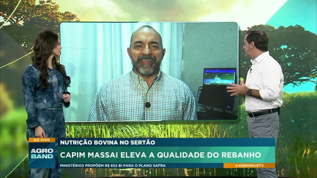 Capim massai eleva a qualidade do rebanho