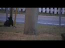 Cassadaga Cat