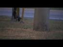 While we were filming in Cassadaga we saw a cat acting really weird. Thought I would share this with everyone.