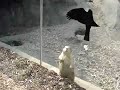 Prarie Dog Hop