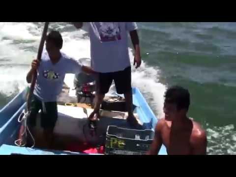 cimbra - captura de mas de quinientos kilos de pargo rojo en la bahia de jaltemba.