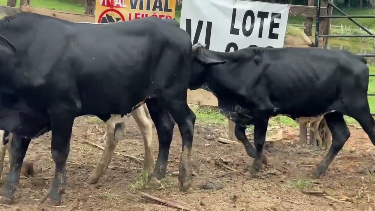 LOTE 32 - 03 GARROTES 1/2 SANGUE;