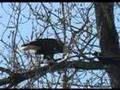 Bald-Eagle-Eating