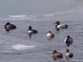 Redheads with Canvasbacks