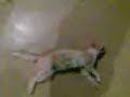 Gatito Gatio Gatitooo