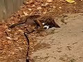 Monster Kodi im Laubhaufen Monster Kodi im Laubhaufen