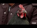 Egg-Laying vs. Meat-Providing - CHOW.com