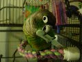 Lulee eating a popsicle stick