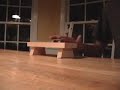 DEAD PUPPIES--- FINGERBOARD MONTAGE DEAD PUPPIES--- FINGERBOARD MONTAGE