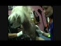 REINO CANINO