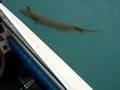muskie fish caught in st. clair river near Sarnia