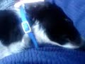 Nice Doggy hehe Nice Doggy hehe