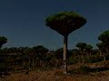 www.jeroprieto.com . Yemen's remote island, Socotra, known as the 
