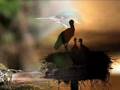 Assistir ao v�deo