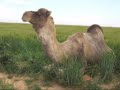 4 Minuten durch Libyen