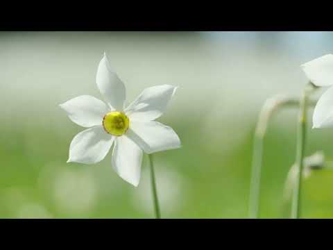 Narcissus Fields video