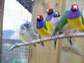 Lady Gouldian