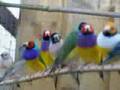 Lady Gouldian