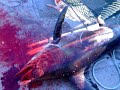 swordfish drailed up on squid rig swordfish drailed up on squid rig