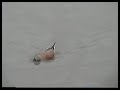 Pato Cuchara