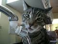 Cat Drinking From Kitchen Faucet..Stubbie Boy!!-Stubbie Boy1.AVI