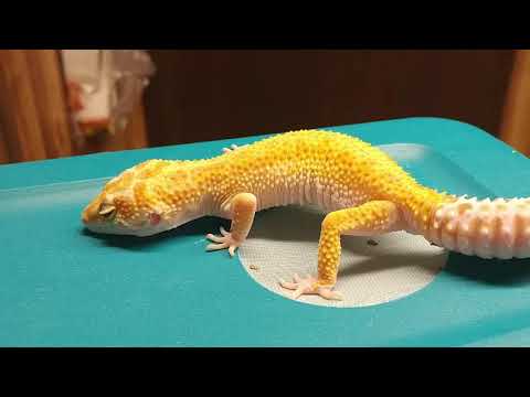 YouTube reptile video
