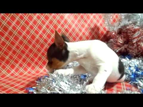 A Short Video of Tena