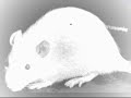 complex-lobotomy-live.html
